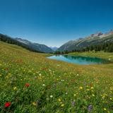 A sunny alpine meadow under a clear blue sky