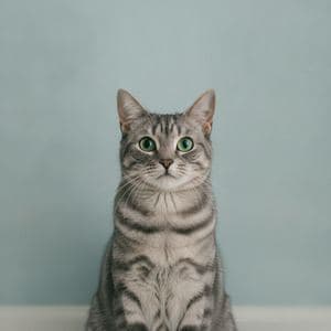 A grey tabby cat against a pale blue wall